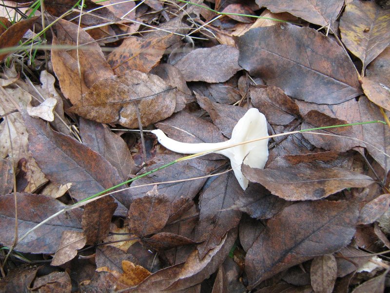 Funghi dalla Castellina
